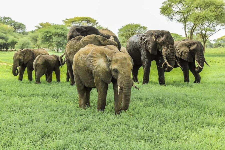 03 DAYS EXCITING MASAI MARA SAFARI - Key points before you book