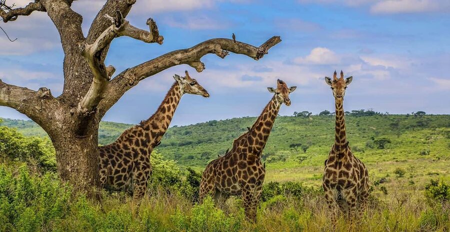 03 DAYS EXCITING MASAI MARA SAFARI - What the $786 price really covers