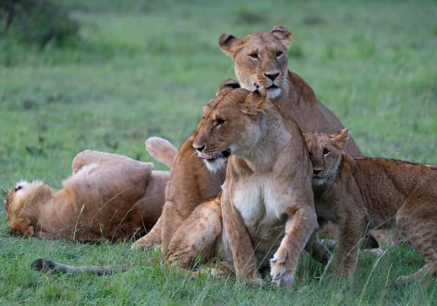 03 DAYS EXCITING MASAI MARA SAFARI - Day one: arrival, lunch, and an evening introduction
