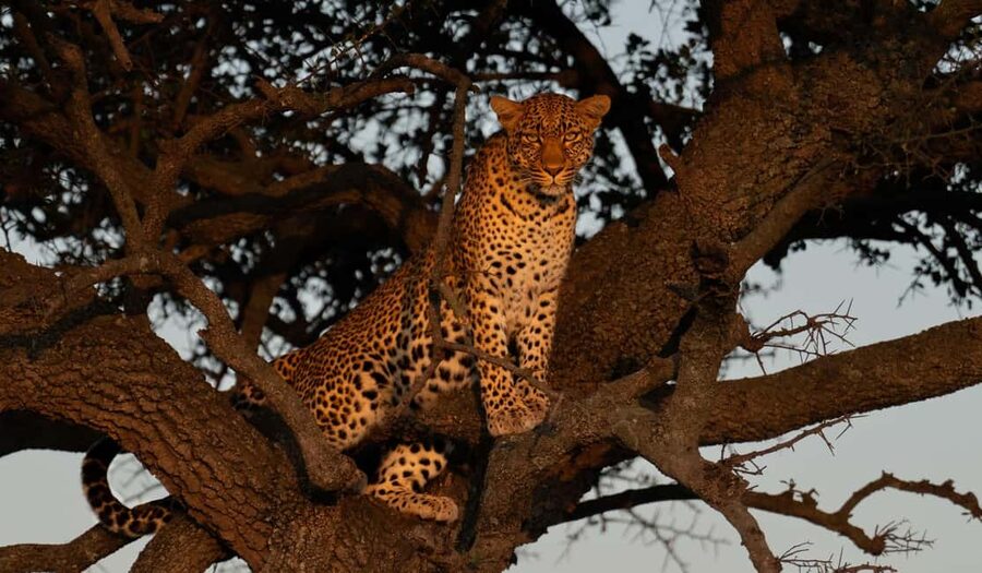 03 DAYS EXCITING MASAI MARA SAFARI - Day two: the main eight-hour wildlife search