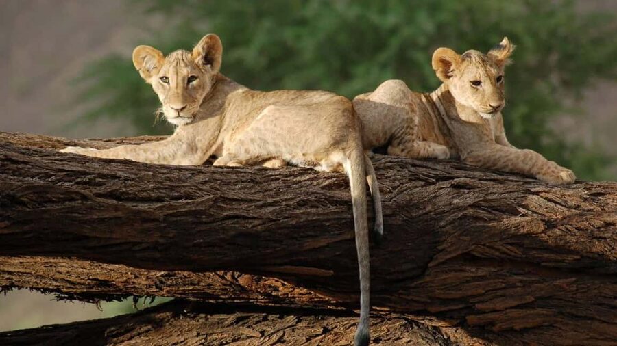 03 DAYS EXCITING MASAI MARA SAFARI - July to early September: the migration question