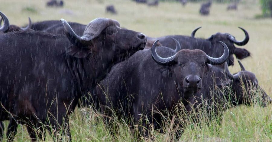 03 DAYS EXCITING MASAI MARA SAFARI - The Maasai village visit on day three