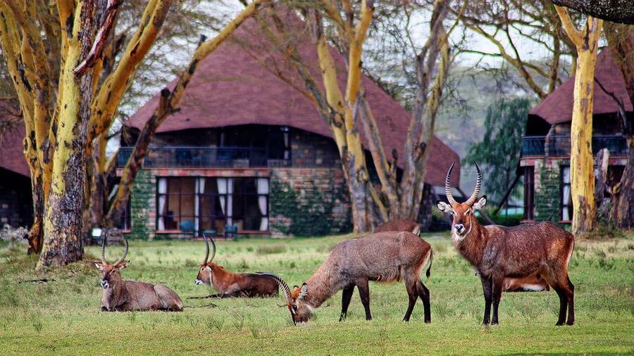 06 Days Aberdare Naivasha Mara Experience - Day 4: Balloon flight or an early game drive