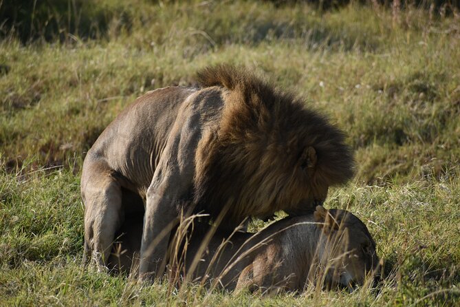 06 Days Kenya LuxuryLodge Safari - Day 2: A full Maasai Mara game-drive day