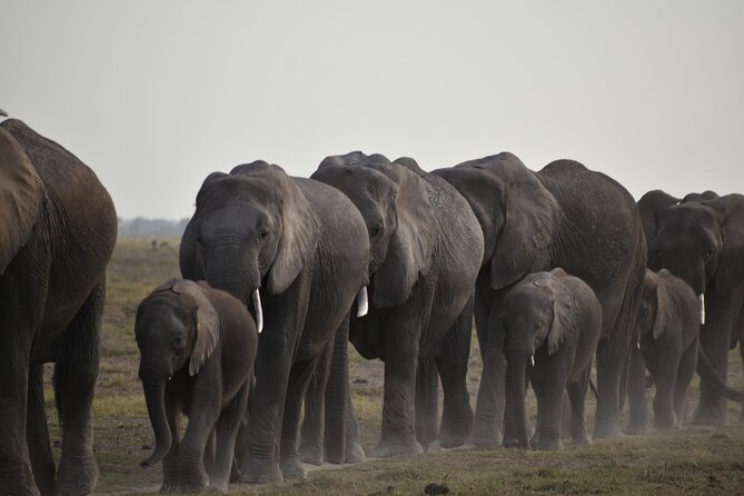 06 Days Kenya LuxuryLodge Safari - Day 3: From the Mara to Lake Nakuru
