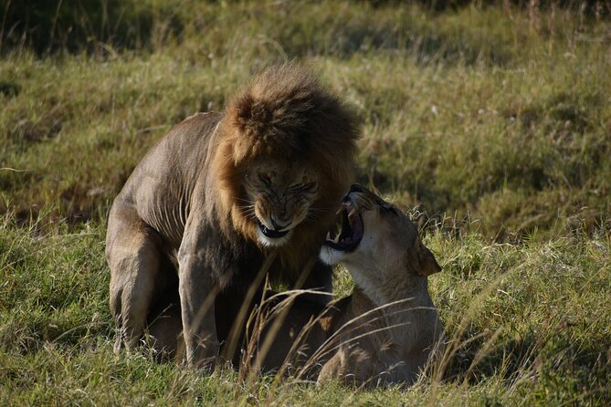 06 Days Kenya LuxuryLodge Safari - Day 4: Rhino and bird country, then on to Amboseli