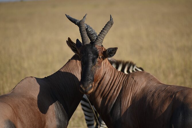 06 Days Kenya LuxuryLodge Safari - Day 1: Nairobi to Maasai Mara by way of the Rift Valley