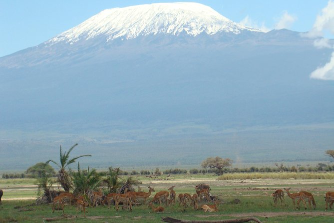 1-Day Amboseli Safari - Why a one-day Amboseli safari works from Nairobi