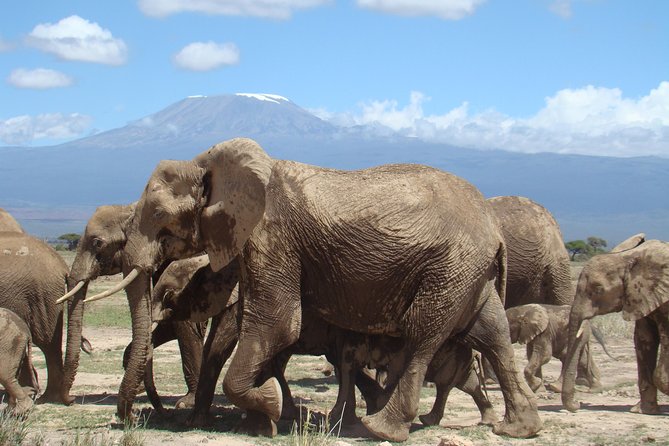 1-Day Amboseli Safari - Eight hours among Amboseli’s elephants