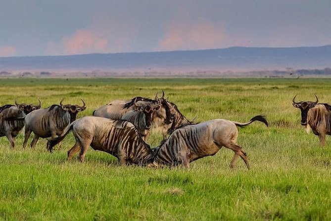 1 Day Classic Amboseli Safari - Why Amboseli Works as a One-Day Safari