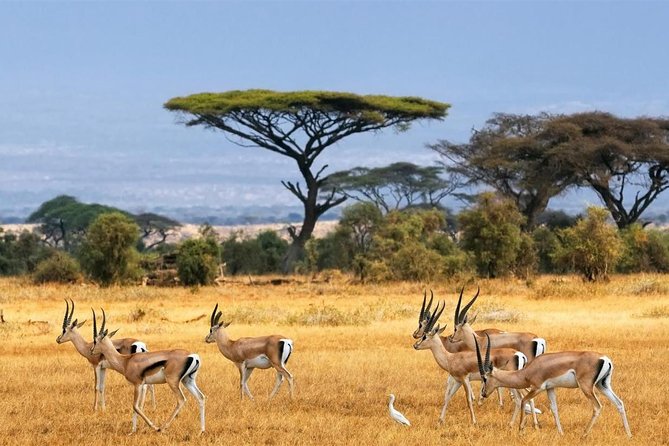1 Day Classic Amboseli Safari - Leaving Nairobi at 5:00 a.m.