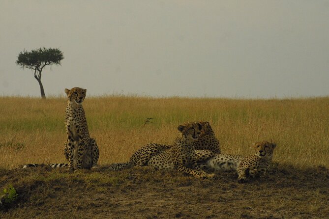 1-Day Maasai Mara Safari - Why this safari works for a tight Nairobi schedule
