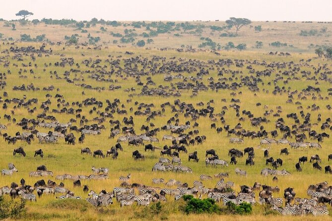 1-Day Maasai Mara Safari - What the $599 price really buys you
