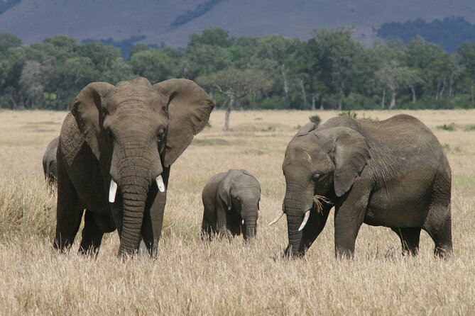 1-Day Maasai Mara Safari - The 5:00 am pickup and the road to the Mara