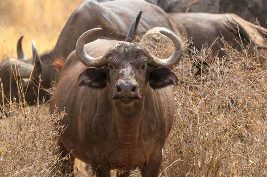 1 Day Masai Mara Game Drive - Key points to know before booking