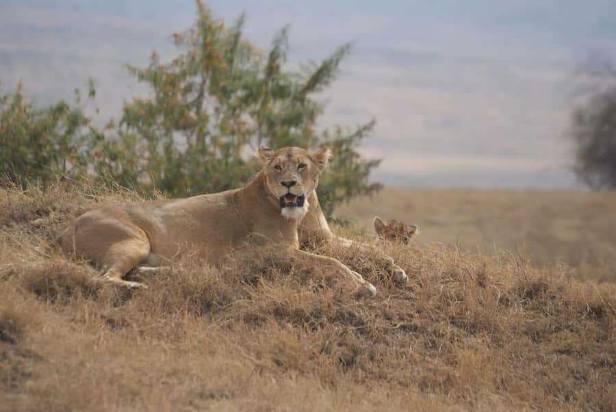 1 Day Masai Mara Game Drive - Five hours inside the Masai Mara