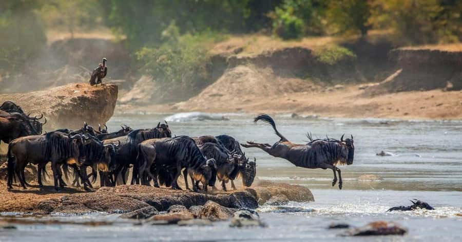 1 Day Masai Mara Game Drive - The guide and private-group format