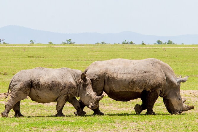 1-Day Ol Pejeta Conservancy Safari - Why Ol Pejeta makes a strong one-day safari