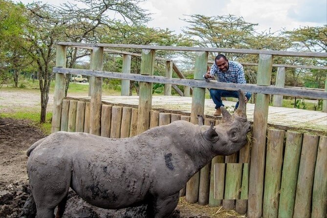 1-Day Ol Pejeta Conservancy Safari - Meeting Baraka, the blind rhino