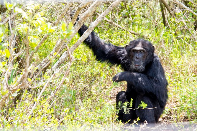 1-Day Ol Pejeta Conservancy Safari - Trout Tree Restaurant and the trout lunch