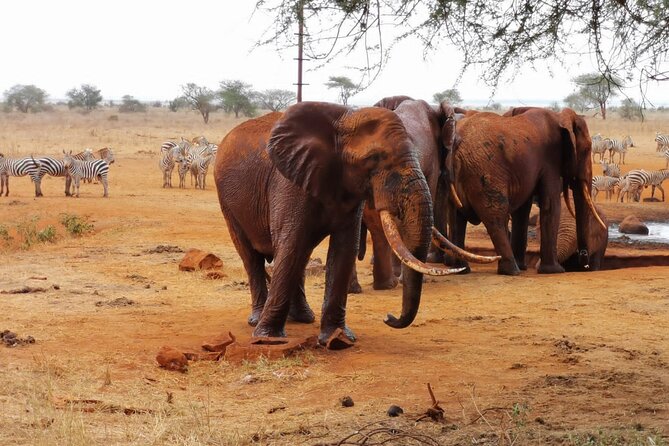 1 Day Red Elephant Safari starting from Diani beach. - Why Tsavo East makes this a serious safari day