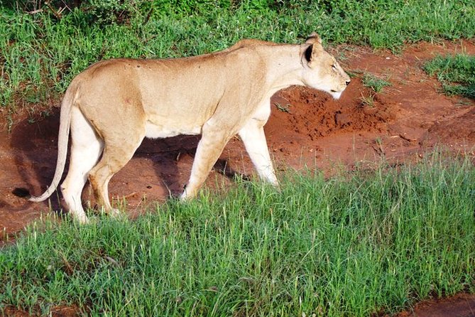 1 Day Red Elephant Safari starting from Diani beach. - Lunch as the day’s natural break