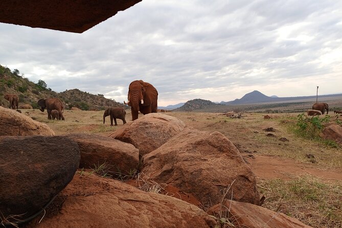 1 Day Red Elephant Safari starting from Diani beach. - The afternoon safari and exit from Tsavo East