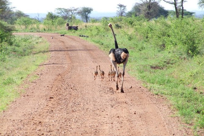 1 Day Red Elephant Safari starting from Diani beach. - The private format and guide service