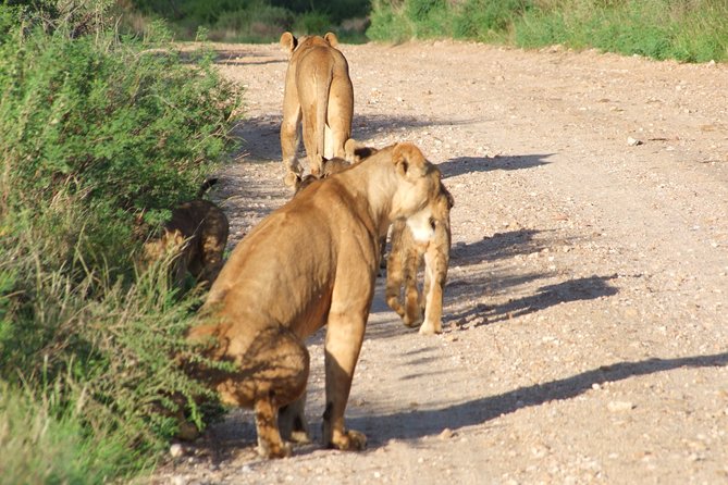 1 Day Red Elephant Safari starting from Diani beach. - Entering through Bachuma Gate