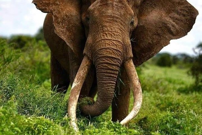 1 Day safari to Amboseli National park. - Key points to know before booking