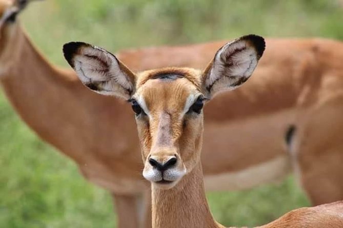 1 Day safari to Amboseli National park. - The 5:00 am pickup from Nairobi