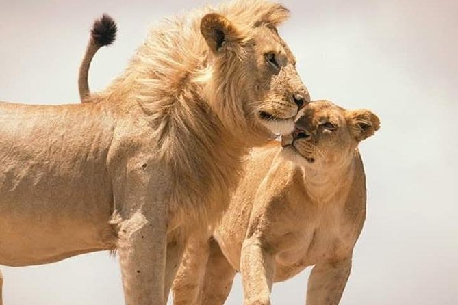 1 Day safari to Amboseli National park. - Kilimanjaro views and changing conditions