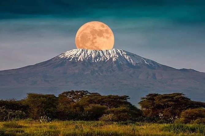 1 Day safari to Amboseli National park. - Birdlife beyond the big mammals