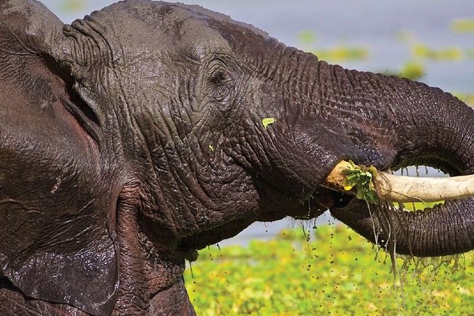 1 Day safari to Amboseli National park. - What the $320 price really includes