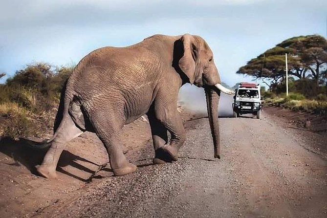 1 Day safari to Amboseli National park. - The optional Maasai community visit