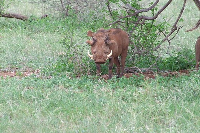 1 Day Shimba Hills starting from Diani Beach. - Wildlife watching requires realistic expectations