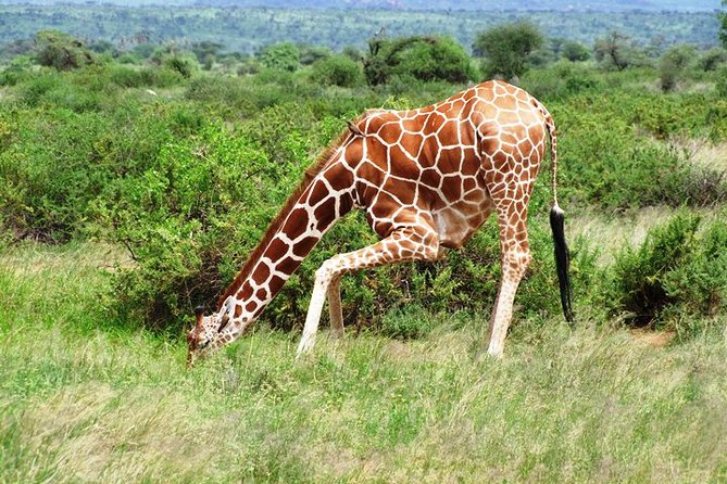 1 Day Shimba Hills starting from Diani Beach. - Is $248 per person a fair price?