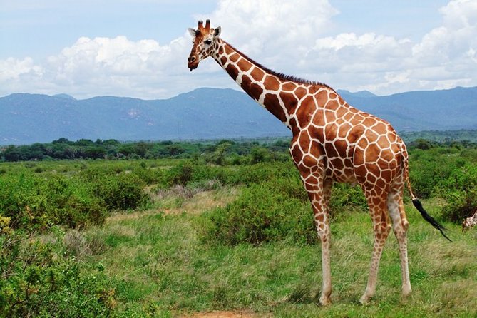 1 Day Shimba Hills starting from Diani Beach. - The Sheldrick Falls hike takes effort