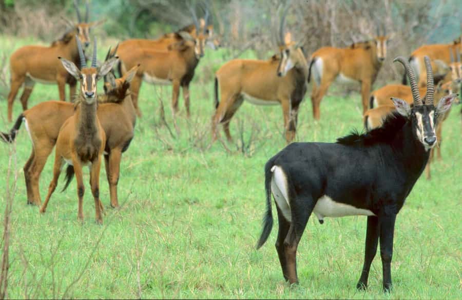 1 day Shimba Hills Tour - The morning game drive through forest and grassland