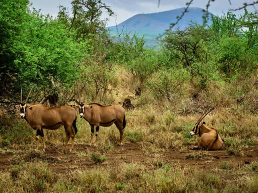 1 day Shimba Hills Tour - The afternoon drive and return by 4:00 pm