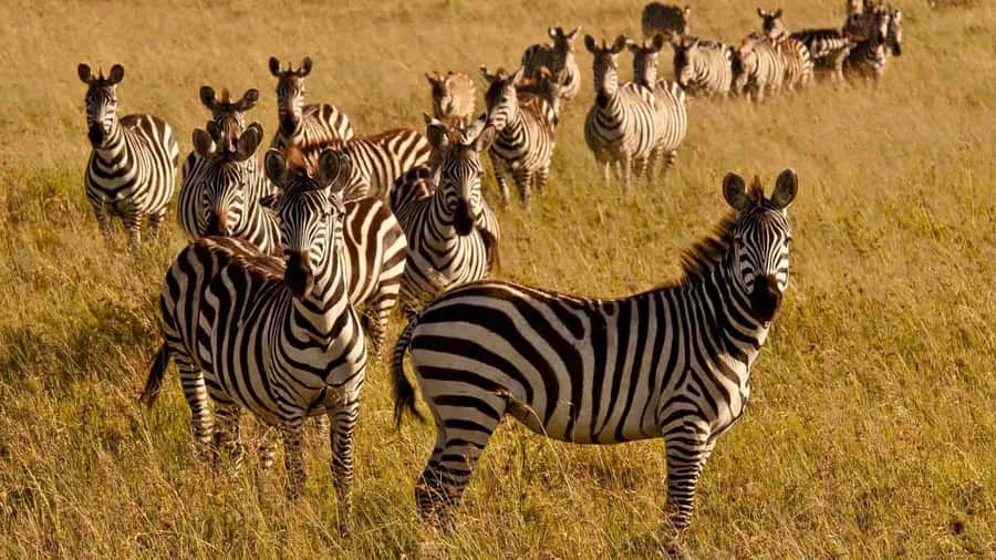 1 day Shimba Hills Tour - What to bring and what to leave behind
