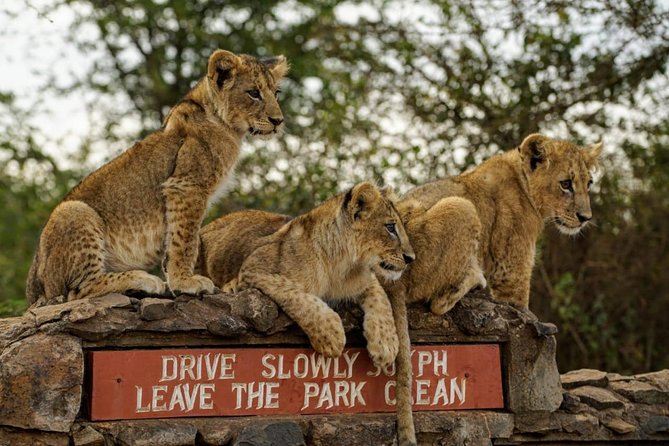 1 Day Tour Nairobi National Park,Giraffe Center&Karen Blixen - Starting at 5:30 a.m. for Nairobi National Park