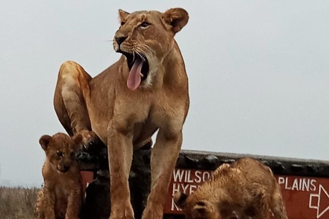 1 Day Tour Nairobi National Park,Giraffe Center&Karen Blixen - Meeting giraffes at the Giraffe Centre