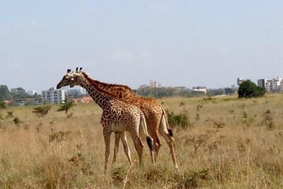 1 Day Tour Nairobi National Park,Giraffe Center&Karen Blixen