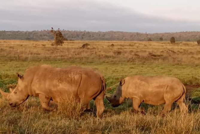 1 Day Tour Nairobi National Park,Giraffe Center&Karen Blixen - Transport, group size, and the day’s pace
