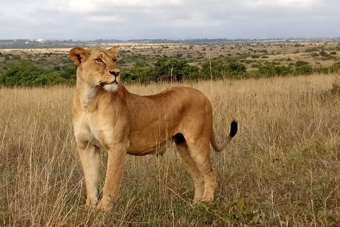 1 Day Tour Nairobi National Park,Giraffe Center&Karen Blixen - Who should book this tour