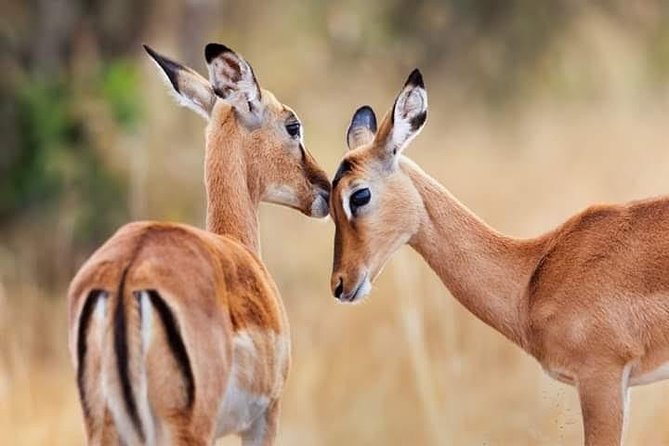 1 Day tour of Lake Nakuru National Park - Key points to know before booking