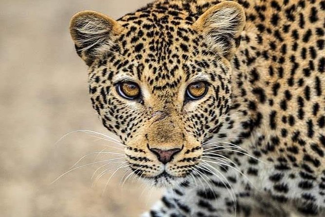 1 Day tour of Lake Nakuru National Park - Why Lake Nakuru makes a strong one-day safari