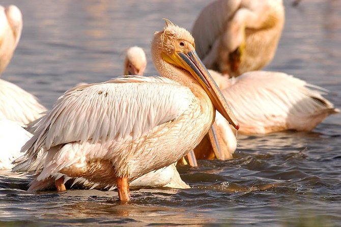1 Day tour of Lake Nakuru National Park - The $285 price and what it covers