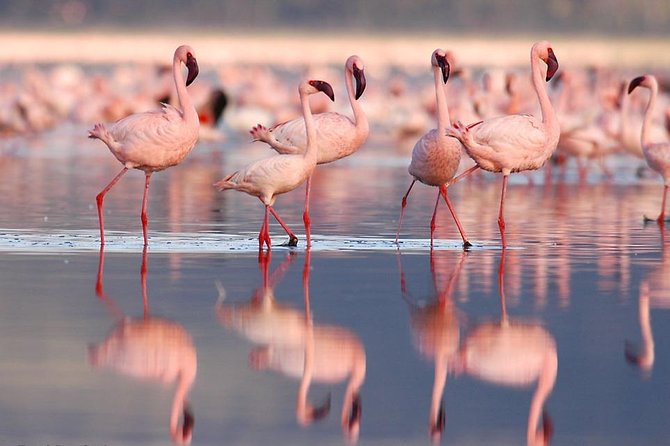 1 Day tour of Lake Nakuru National Park - Practical advice for making the most of the day